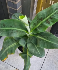 Dwarf Cavendish Bananas - Fresh, Sweet, Ripe, Ready to Eat!
