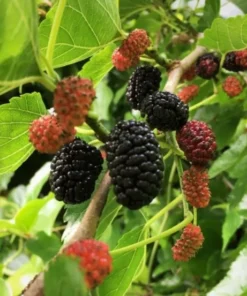 Dwarf Everbearing Mulberry 6-8IN Fruit Tree - Compact Mulberry Plant