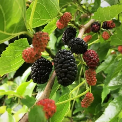 Dwarf Everbearing Mulberry 6-8IN Fruit Tree - Compact Mulberry Plant