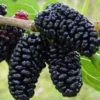 Dwarf Everbearing Mulberry 6-8IN Fruit Tree - Compact Mulberry Plant