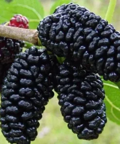 Dwarf Everbearing Mulberry 6-8IN Fruit Tree - Compact Mulberry Plant