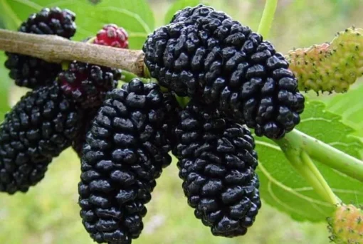 Dwarf Everbearing Mulberry 6-8IN Fruit Tree - Compact Mulberry Plant