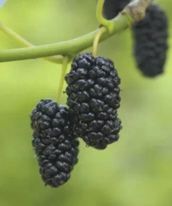 Dwarf Everbearing Mulberry 6-8IN Fruit Tree - Compact Mulberry Plant