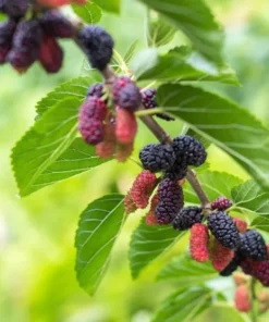 Dwarf Everbearing Mulberry 6-8IN Fruit Tree - Compact Mulberry Plant