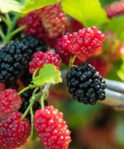 Dwarf Everbearing Mulberry 6-8IN Fruit Tree - Compact Mulberry Plant