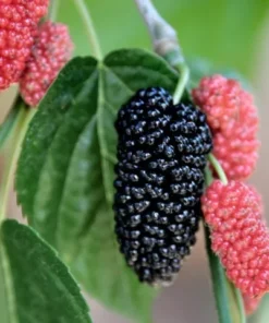 Dwarf Everbearing Mulberry 6-8IN Fruit Tree - Compact Mulberry Plant