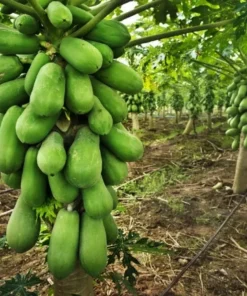 Dwarf Papaya Plant 14-16in Half Gallon Pot - Tropical Fruit Tree
