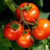 Early Girl Tomato Plants - Set of 2 Live Plants 4-8 Inches Tall - Outdoor Planting