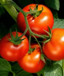 Early Girl Tomato Plants - Set of 2 Live Plants 4-8 Inches Tall - Outdoor Planting