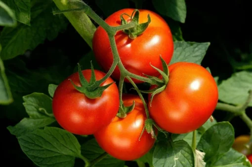 Early Girl Tomato Plants - Set of 2 Live Plants 4-8 Inches Tall - Outdoor Planting