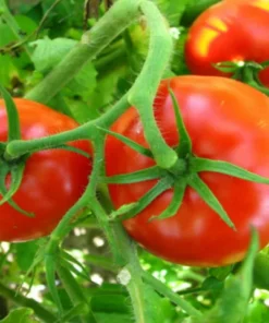 Early Girl Tomato Plants - Set of 2 Live Plants 4-8 Inches Tall - Outdoor Planting