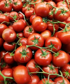 Early Girl Tomato Plants - Set of 2 Live Plants 4-8 Inches Tall - Outdoor Planting