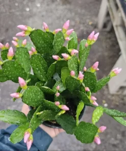 Easter Cactus Plant 4in Light Pink Spring Cactus Rhipsalidopsis gaertneri