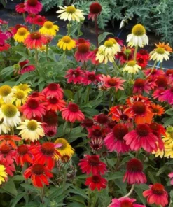 Echinacea Cheyenne Spirit Flower Pot - 3-4in Colorful Coneflower