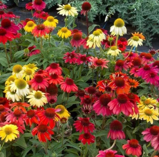 Echinacea Cheyenne Spirit Flower Pot - 3-4in Colorful Coneflower