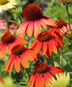 Echinacea Cheyenne Spirit Flower Pot - 3-4in Colorful Coneflower