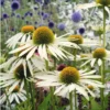 Echinacea Pow Wow White Plant - 3-4in Pot - White Coneflower