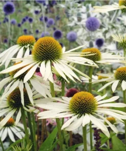 Echinacea Pow Wow White Plant - 3-4in Pot - White Coneflower