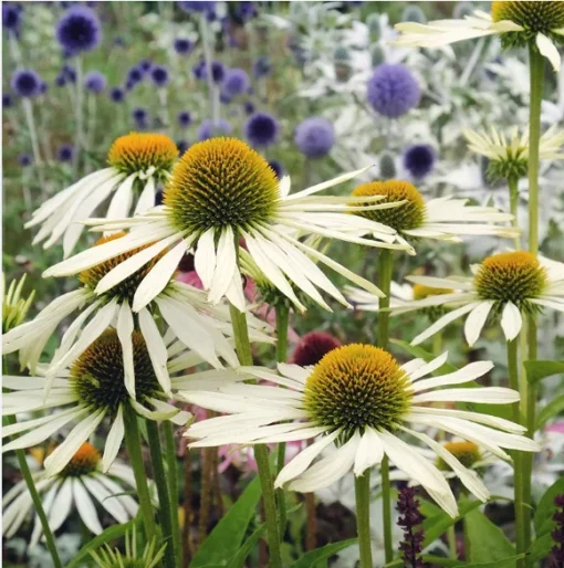 Echinacea Pow Wow White Plant - 3-4in Pot - White Coneflower