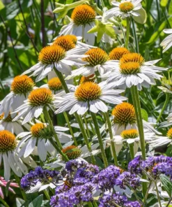 Echinacea Pow Wow White Plant - 3-4in Pot - White Coneflower