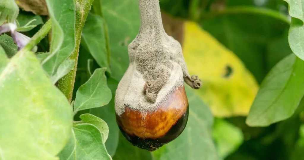 Pandora Striped Rose Eggplant Care – What is Pandora Striped Rose Eggplant?