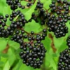 Elderberry Plant - 4 inch Pot - Flowering Shrub