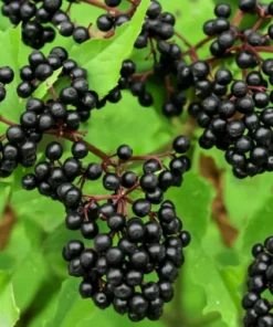 Elderberry Plant - 4 inch Pot - Flowering Shrub