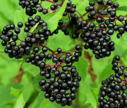 Elderberry Plant - 4 inch Pot - Flowering Shrub