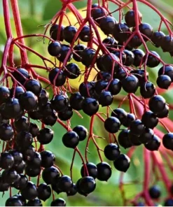 Elderberry Plant - 4 inch Pot - Flowering Shrub