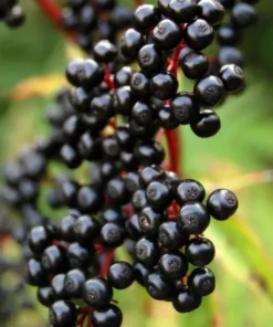 Elderberry Starter Plant 5-9