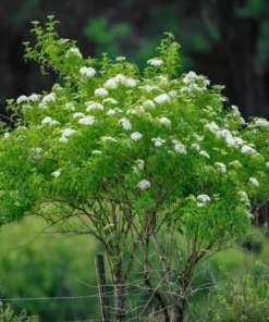 Elderberry Starter Plant 5-9" Tall in 4" Pot - Hardy & Fast Growing - Home Garden - Ship No pot