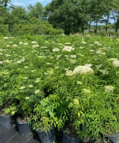 Elderberry Starter Plant 5-9
