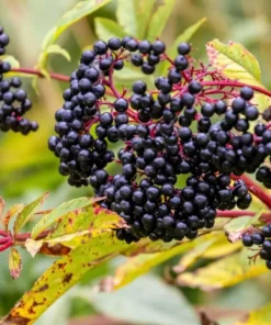 Elderberry Starter Plant 5-9