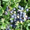 Elliott Blueberry Plant - 4-6in Tall - Garden Ready