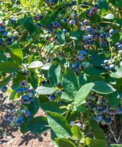 Elliott Blueberry Plant - 4-6in Tall - Garden Ready