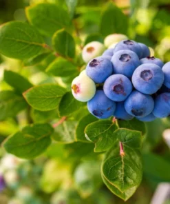 Elliott Blueberry Plant - 4-6in Tall - Garden Ready