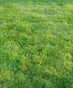 Emerald Zoysia Grass Seeds 1 lb - Lawn grass - You Pick