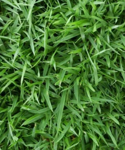 Emerald Zoysia Grass Seeds 1 lb - Lawn grass - You Pick
