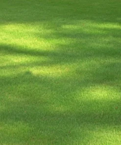 Emerald Zoysia Grass Seeds 1 lb - Lawn grass - You Pick