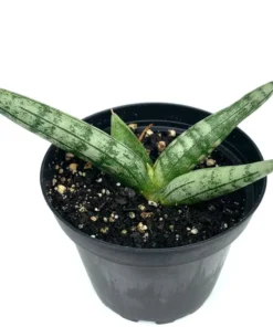 Sansaveria Starfish House Plant - 4in Potted Succulent Cylindrica