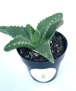 Tiger Jaw Succulent Faucaria Tigrina - 2.5