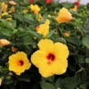 Fiesta Hibiscus Plant Live, 6-8 Inch Tall Tropical Hibiscus