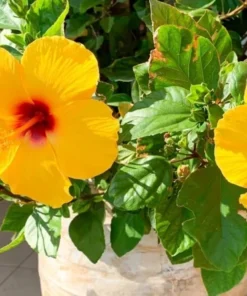 Fiesta Hibiscus Plant Live, 6-8 Inch Tall Tropical Hibiscus