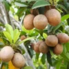 Florida Sapote Plant - Manilkara Zapota Sapodilla Nispero Fruit Tree - 14-16 inch