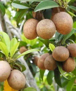 Florida Sapote Plant - Manilkara Zapota Sapodilla Nispero Fruit Tree - 14-16 inch