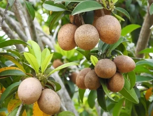 Florida Sapote Plant - Manilkara Zapota Sapodilla Nispero Fruit Tree - 14-16 inch