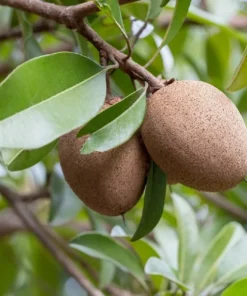 Florida Sapote Plant - Manilkara Zapota Sapodilla Nispero Fruit Tree - 14-16 inch