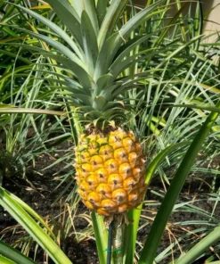 Fruiting Pineapple Plant - Sweet Gold Variety - 5-8 Inch Live Plant