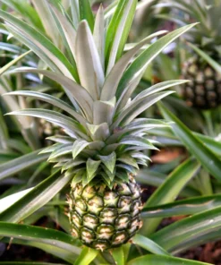 Fruiting Pineapple Plant - Sweet Gold Variety - 5-8 Inch Live Plant