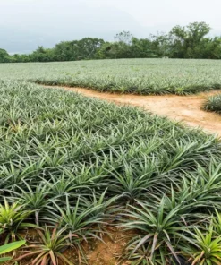 Fruiting Pineapple Plant - Sweet Gold Variety - 5-8 Inch Live Plant